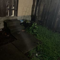 Paid To Watch Plant For 10$ 