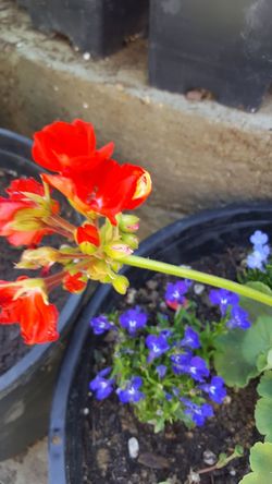 Mixed pot of flowers in a fancy pot