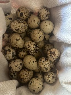 Quail Eggs