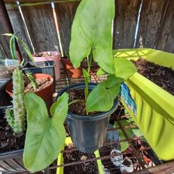 Syngonium Planta 