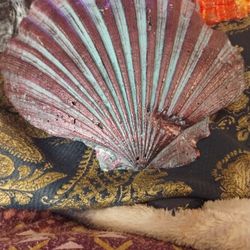 Very Large Painted Shells All For 20