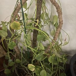 Large Pothos Plant 