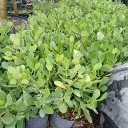 Huge Sale! Clusia Hedges 3gl $4.50