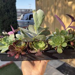 Beautiful Succulent 