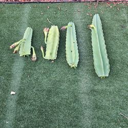 4 PIECES Of Cactus. 