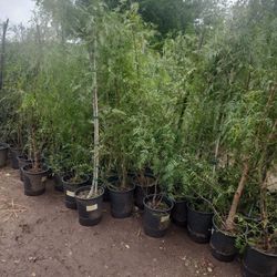 Arboles De Pirul Mexicano 3gallones 6pies De Alto