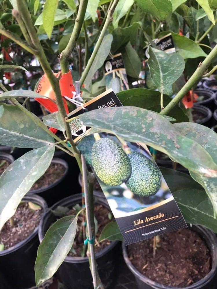 Self Pollinating Lila Avocado 5ft 4gallon Fully Grown