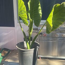 horegas de Elegances