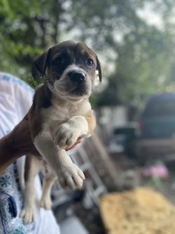 En Busca De Un Hogar