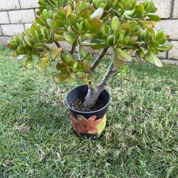 Established Jade Succulent Plants With Healthy Roots