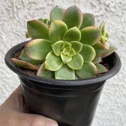 6 Inch Pot Succulent plant - Aeonium Kiwi - rooted ready to be planted - drought resistant  