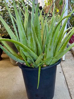 Aloe Vera plant
