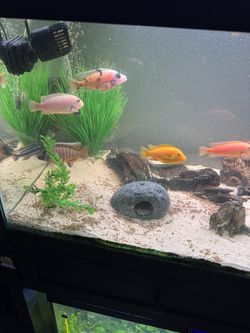 40 Gallon Aquarium 