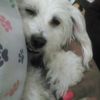 Waggin Tails