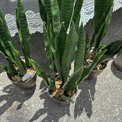 Fake Plants 