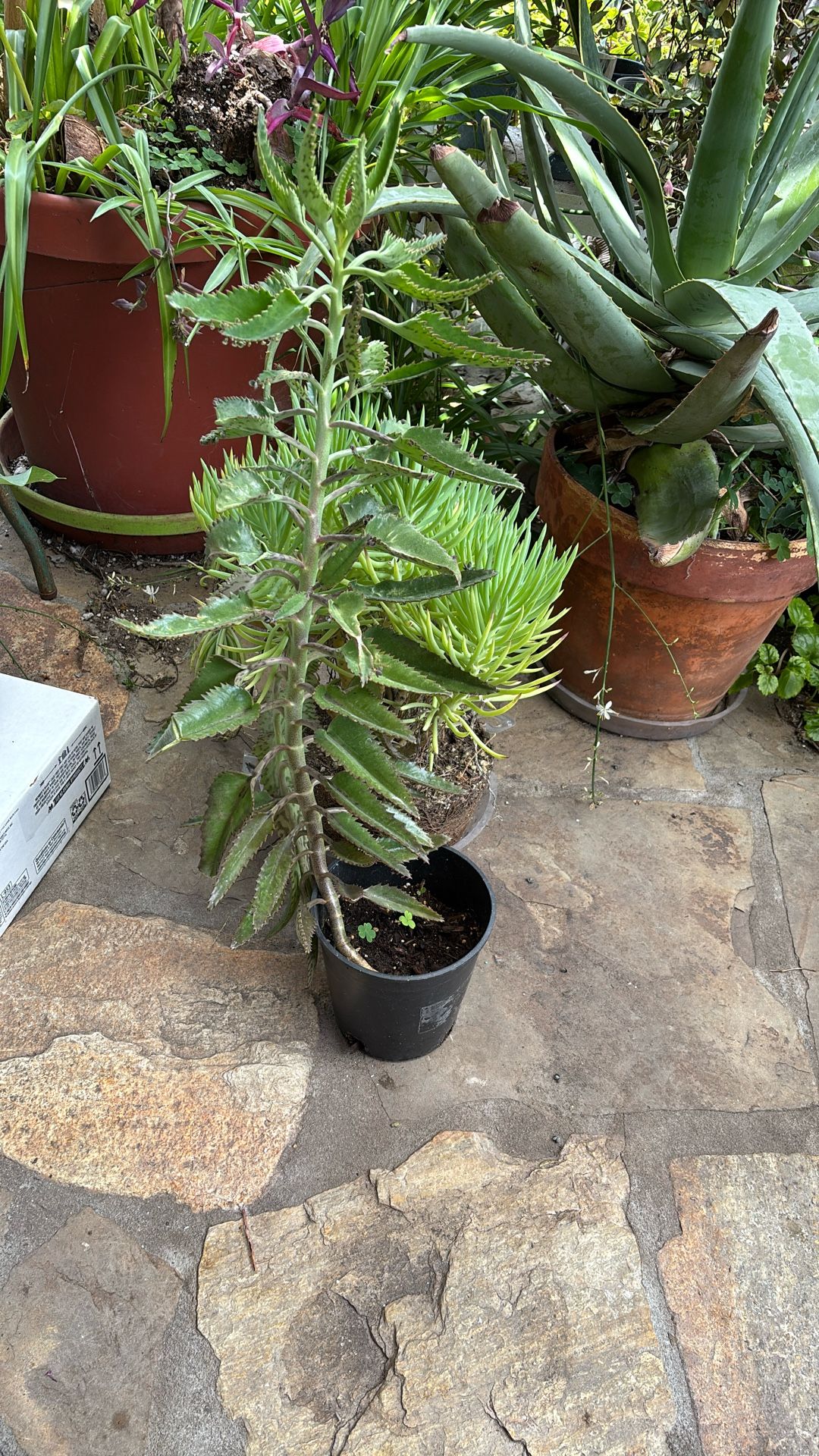 Succulent Sale
