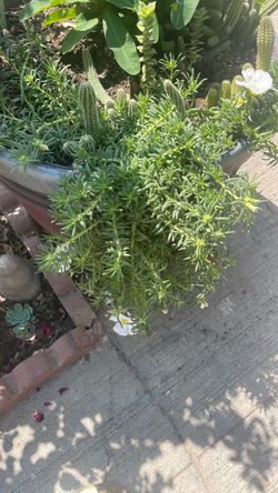 Planta de rayo de sol