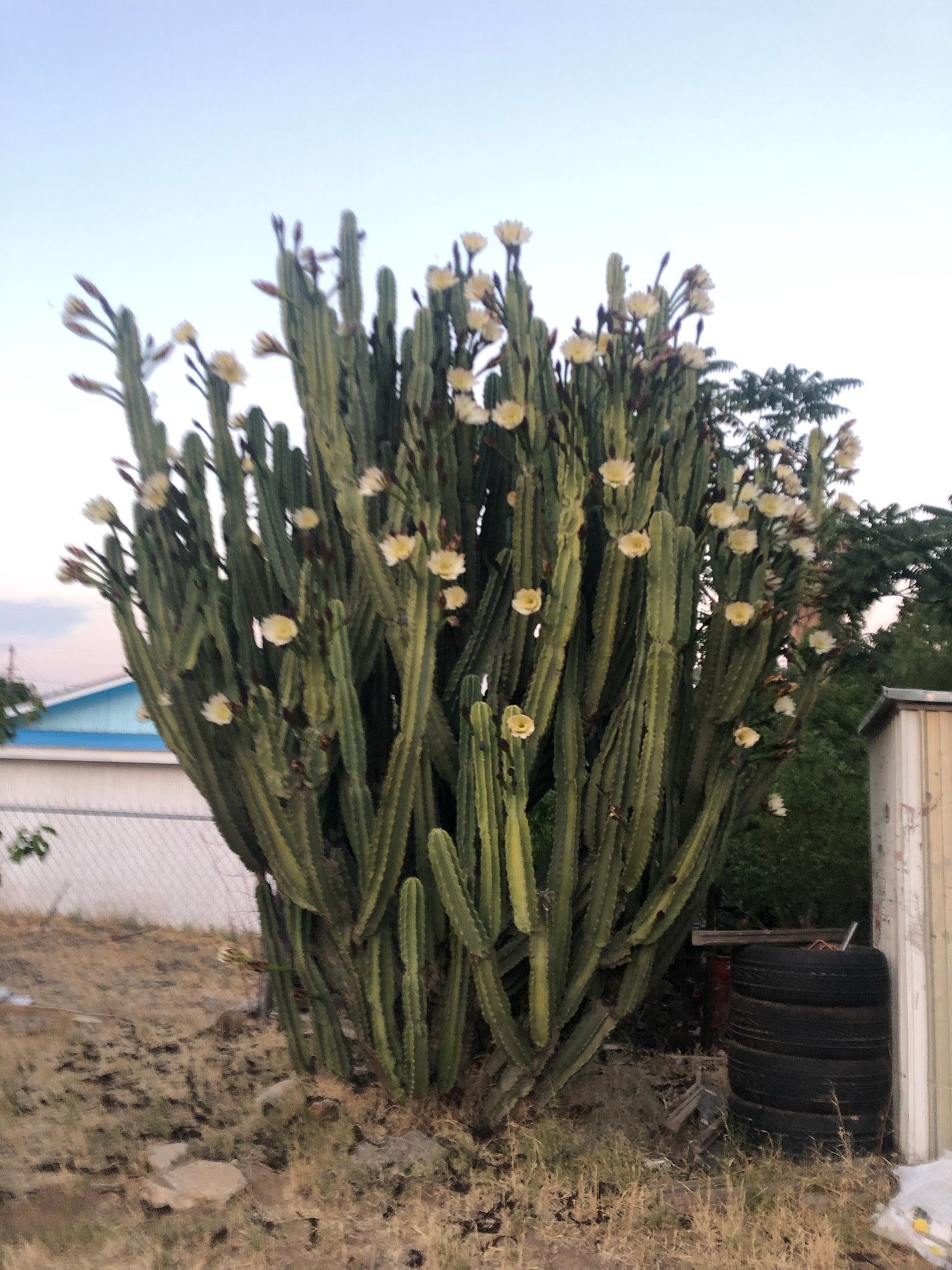 whole pitaya cactus cutting
