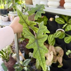 Plants (4”pot🌿Alocasia Jacklyn $15)