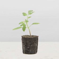 Live Cherry Tomato Seedlings Ready To Go