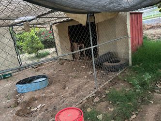 Metal Shed and fences