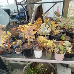 Succulents For Sale