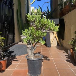 2 ft Tall Shrek Ear Succulent Plant