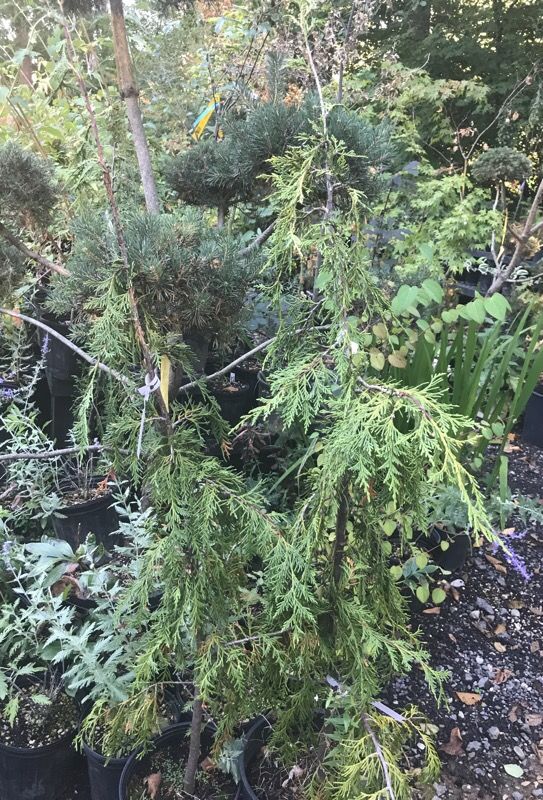 5' weeping Alaskan cedar trees