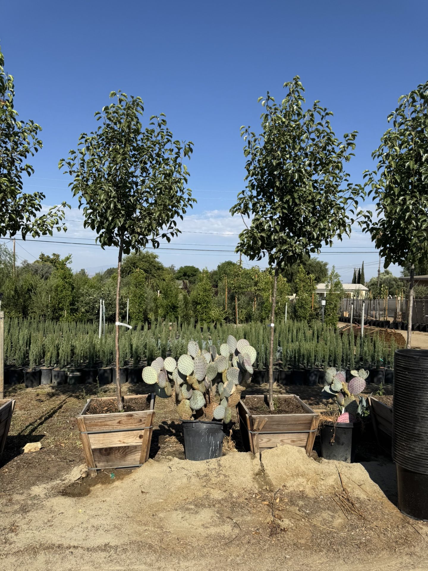 White Flowering Pear 24 Gal