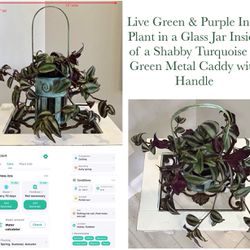 Live Green & Purple Inch Plant in Glass Jar Inside of Shabby Turquoise & Green Metal Caddy w Handle