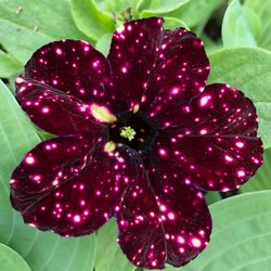 Rare Large Burgundy Sky Galaxy Petunia Flower Plants! Several Colors Avaialble! Deep Burgundy With Gold Variagated Speckles That Look Like The Night S