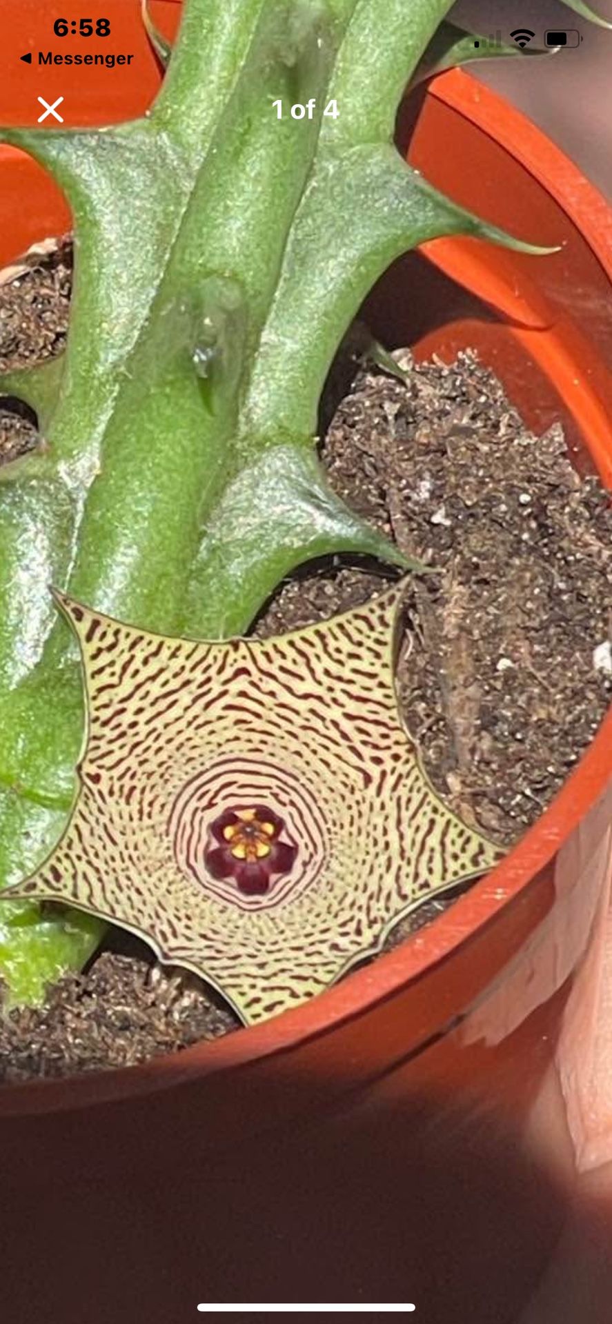 Huernia