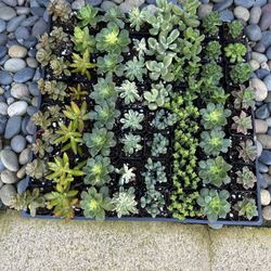 2 Inch succulent Plants 