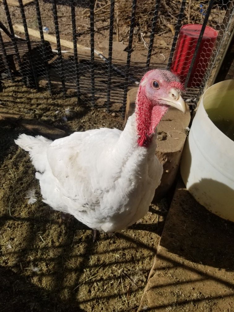 Thanksgivings Turkey