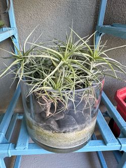 Air plants