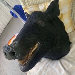 Taxidermy Boar Head!! $225!!