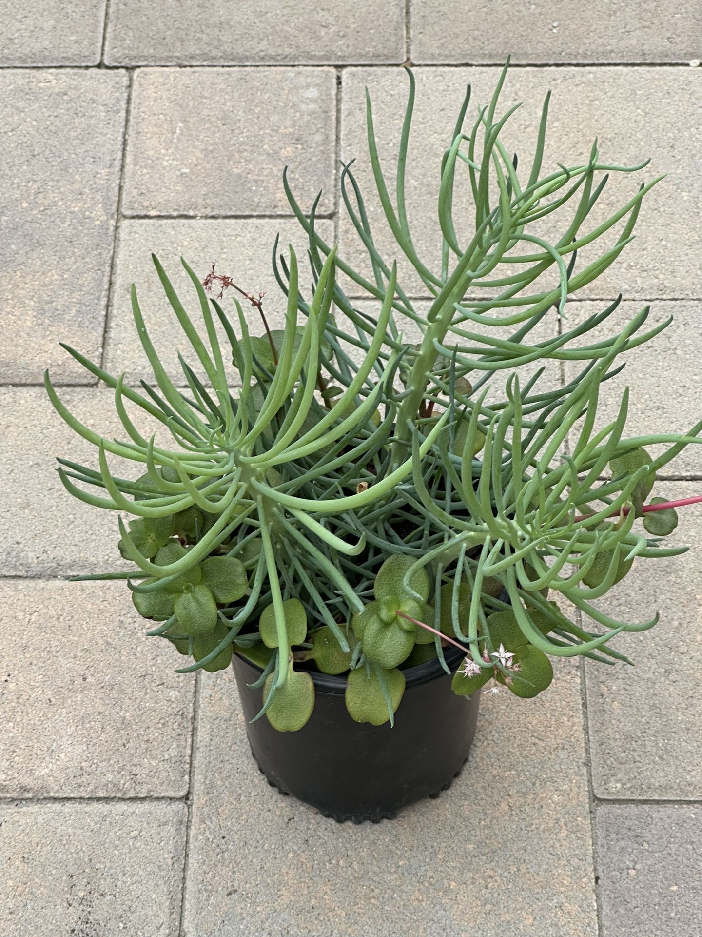 Assorted Succulent Plants