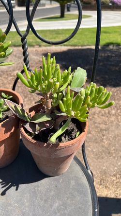 Plant