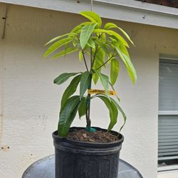 Pickering Grafted Mango 3 Gallon