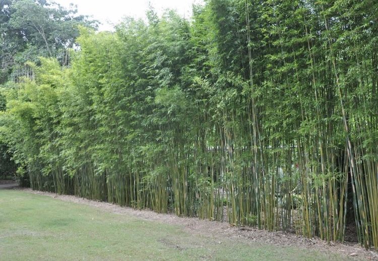 Graceful Bamboo Privacy Screen