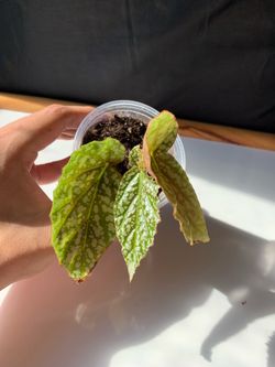 Begonia ‘Snow Capped’
