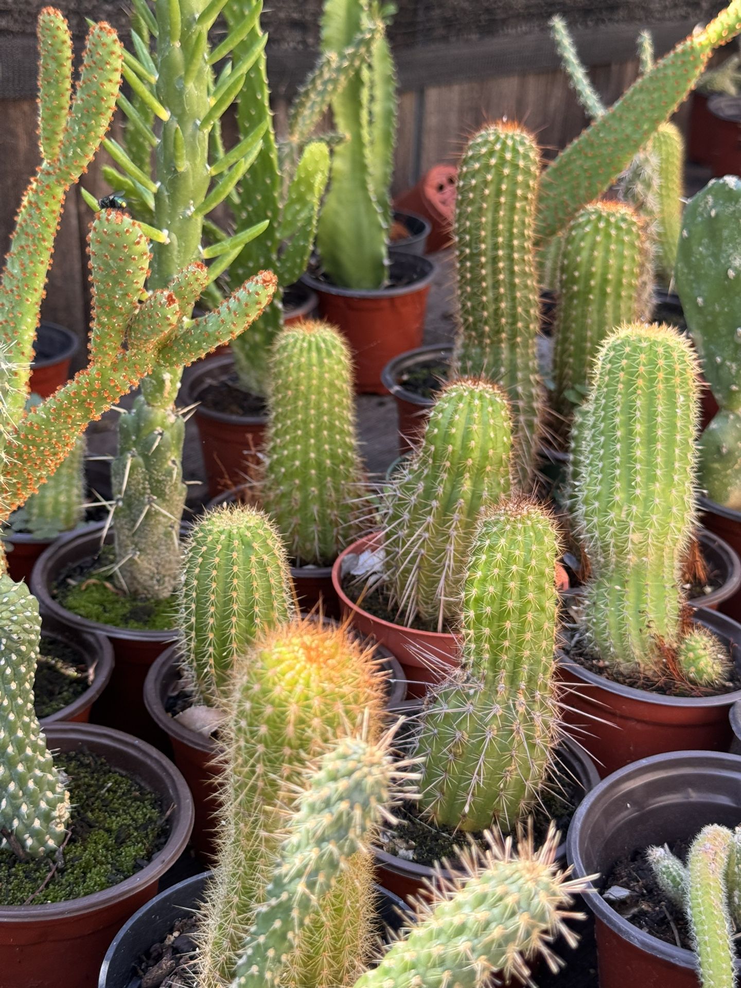 Cactus 4”pot