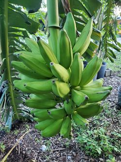 Organic Green Plantains Plátanos