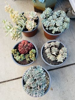 $110 For 5 Pots Succulents Imported