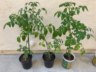Heirloom Yellow Pear Cherry Tomato Plant, Large 1 Gallon