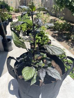 Purple Gator Jigsaw Superhot Chili Plant