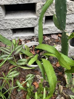 Night Blooming Cactus
