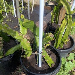 Red Dragonfruit Plant For Sale
