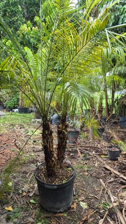 Robollinis Palms
