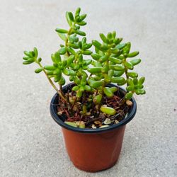 Succulents plants 🪴